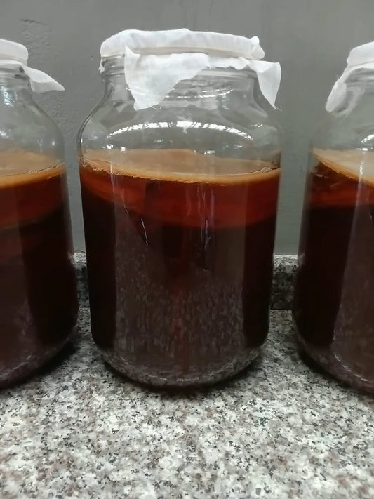 Kombucha 101: Everything You Need to Know
