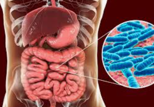 Microbiome Update: Are You Feeding the Good Guys?