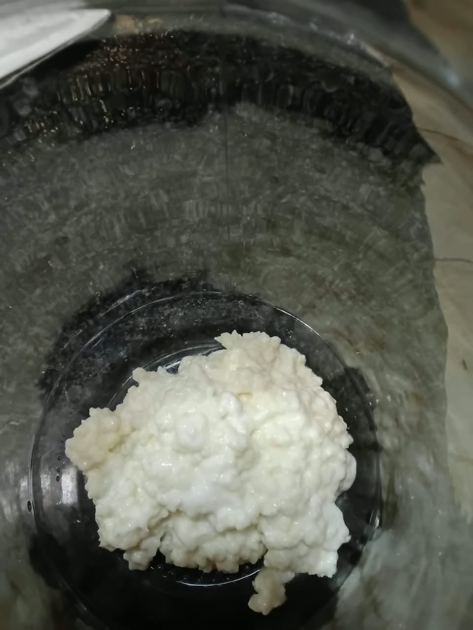 Fresh Milk Kefir Grains (30 g)